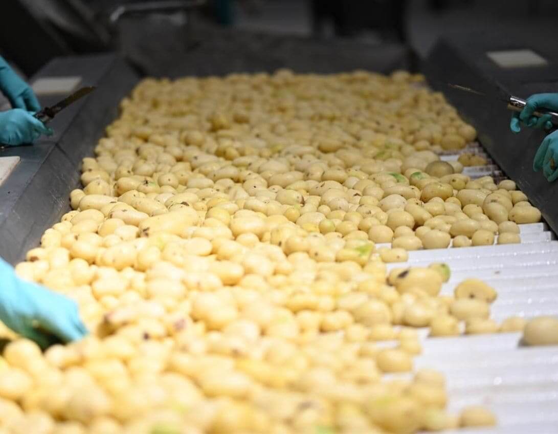 A worker in blue gloves picks potatoes from a conveyor belt, ensuring quality and efficiency.