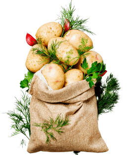 Fresh potatoes in a sack on a white background, showcasing the natural beauty of these wholesome vegetables.