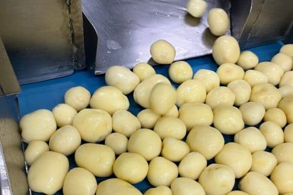 Potatoes being steam peeled in a machine, undergoing processing for further use.