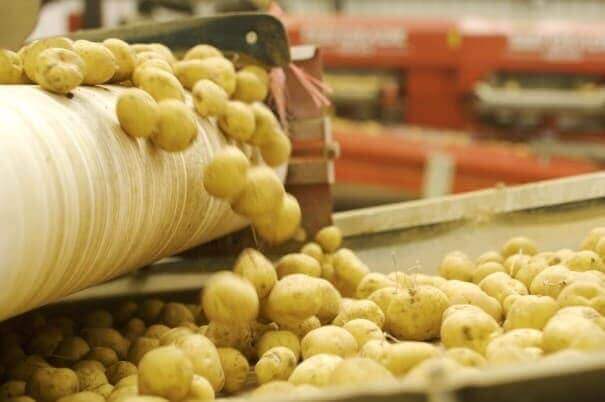Potatoes being loaded onto a conveyor belt for cleaning, sorting, and washing.