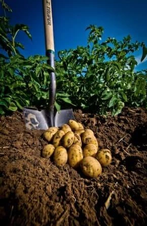 Potatoes growing in a field, with green leaves and brown soil.