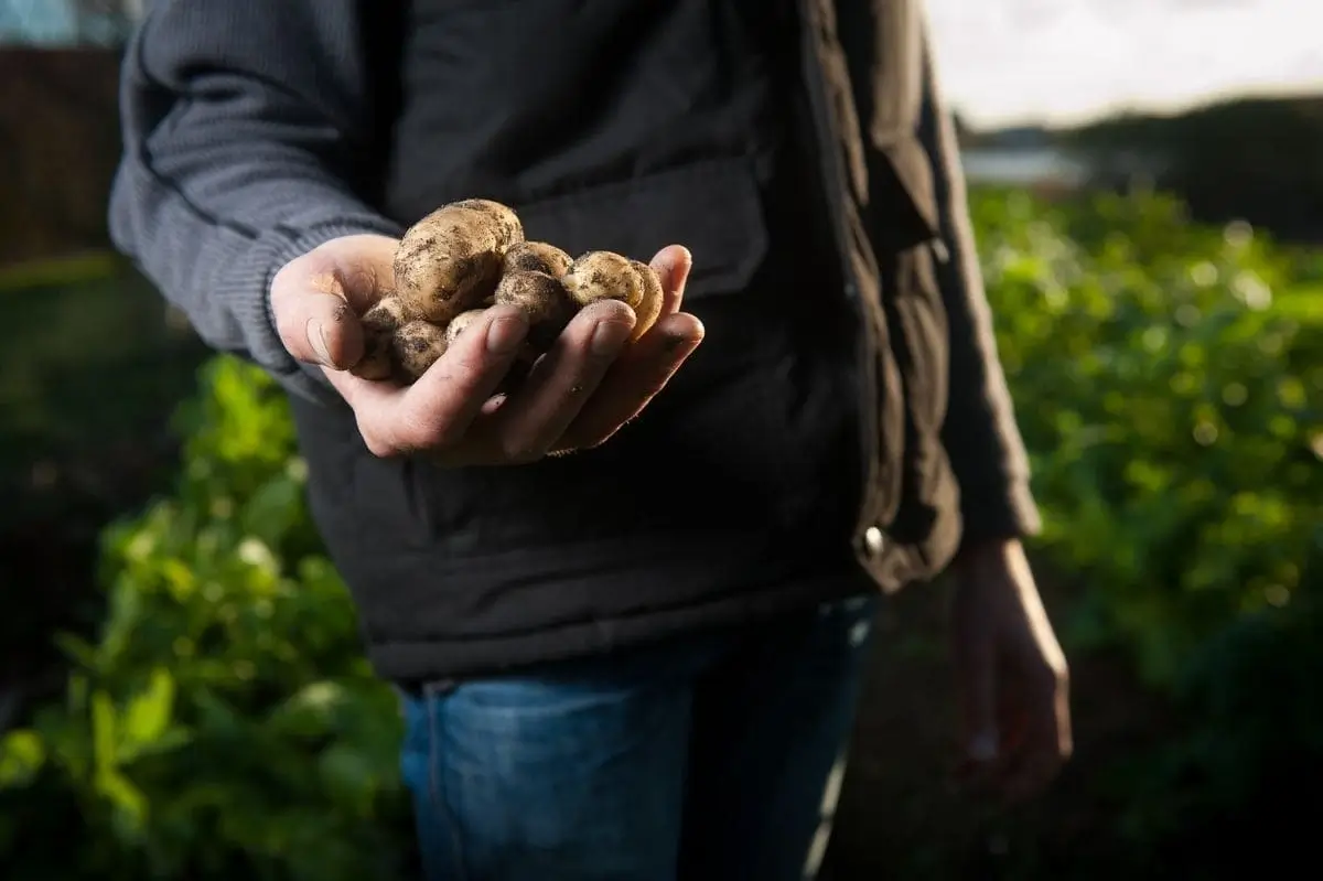 New Book to Guide Potato Research and Development